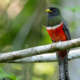 Yucatan Birding Tours