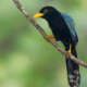 Yucatan Birding Tours