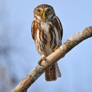 Yucatan Birding Tours