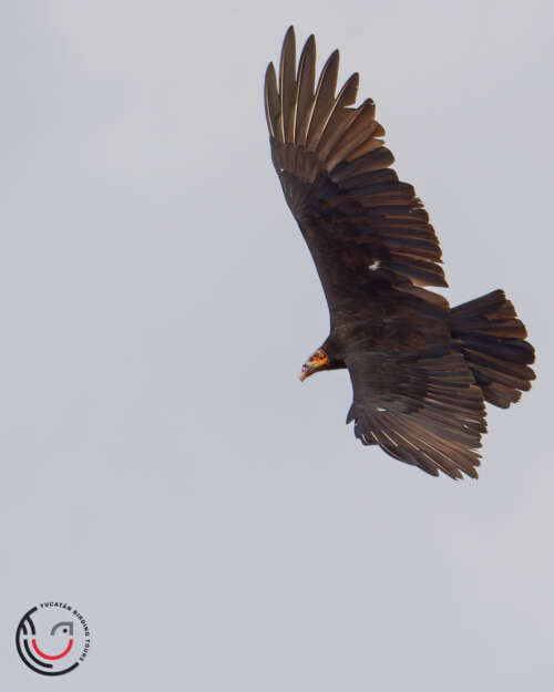 Yucatan Birding Tours