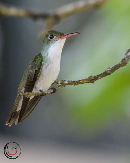 Yucatan Birding Tours