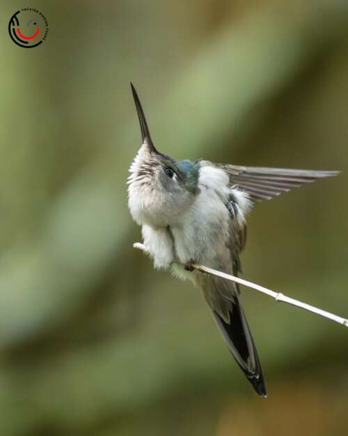 Yucatan Birding Tours