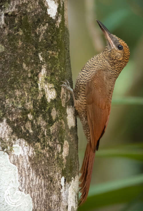 Yucatan Birding Tours